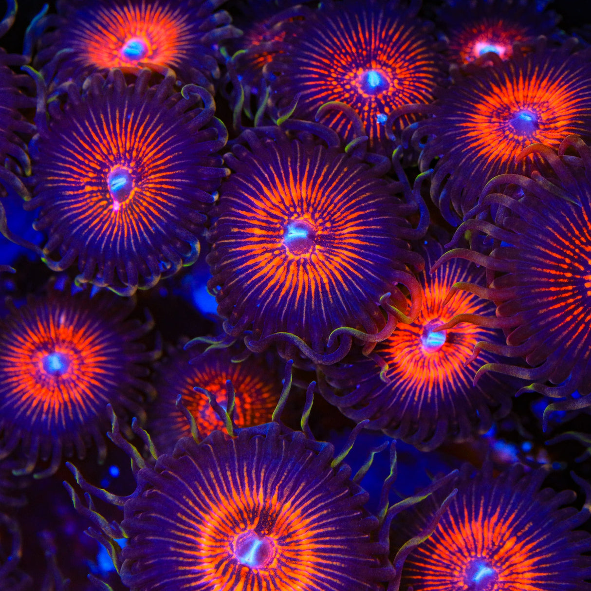 God of War Zoanthids Coral