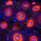 God of War Zoanthids Coral