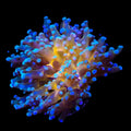 Gold Center Frogspawn Coral