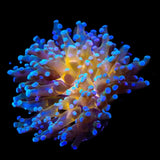 Gold Center Frogspawn Coral