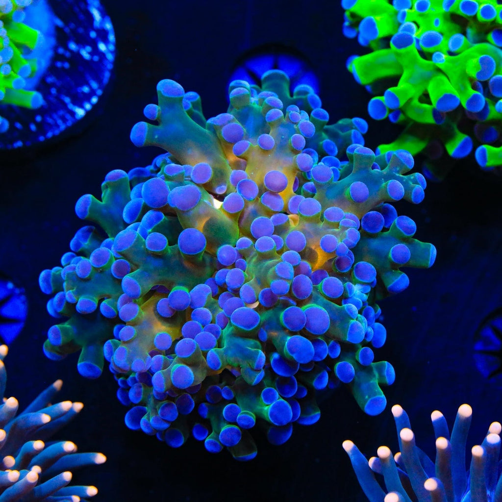 Gold Center Frogspawn Coral