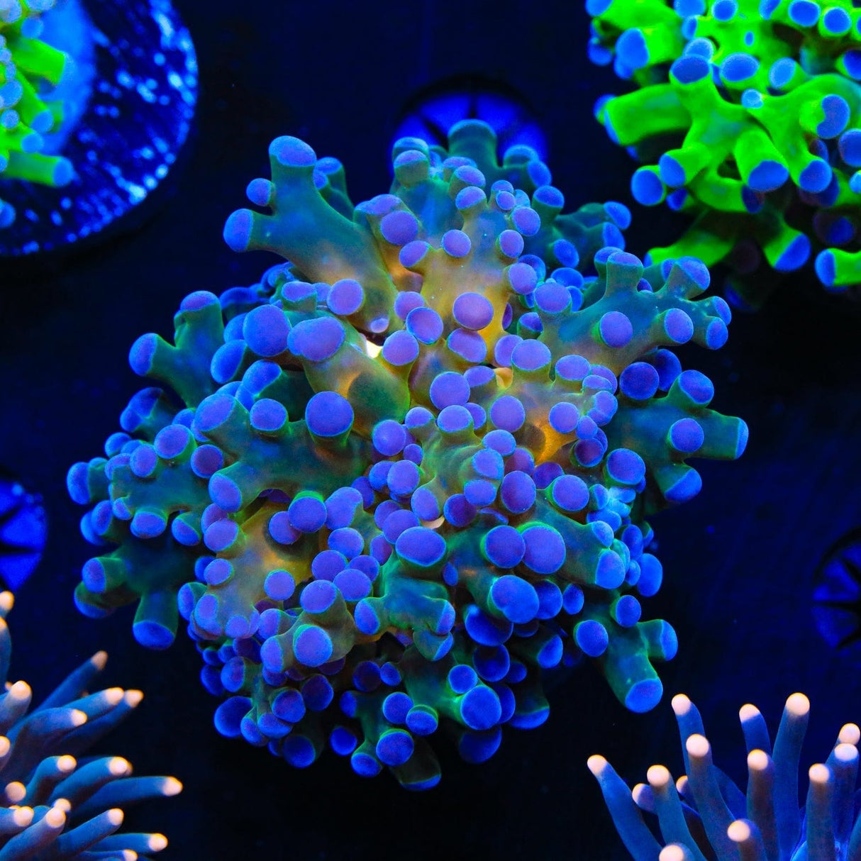 Gold Center Frogspawn Coral