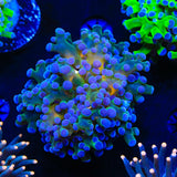 Gold Center Frogspawn Coral
