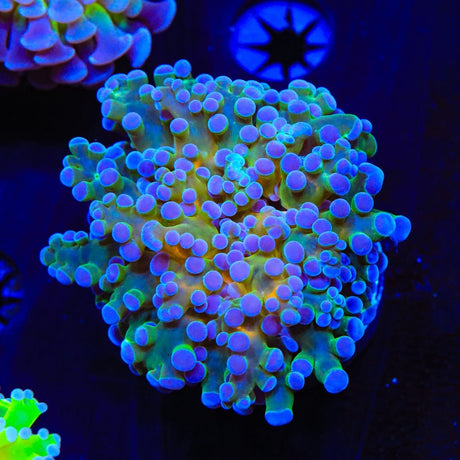 Gold Center Frogspawn Coral