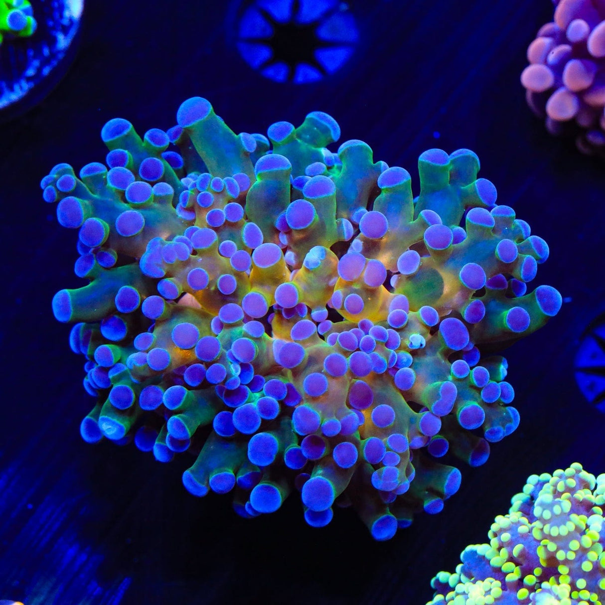 Gold Center Frogspawn Coral
