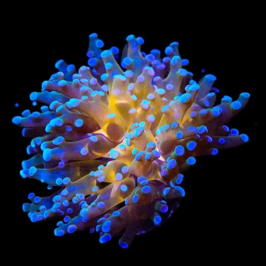 Gold Center Frogspawn Coral