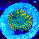 Gold Flake Mushroom XL Frag Coral