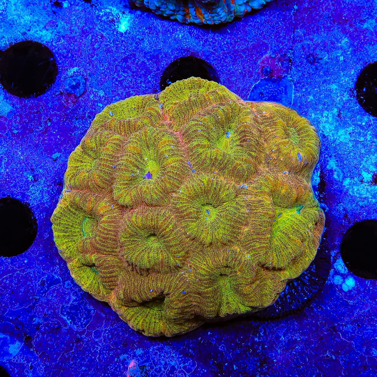 Gold Matrix Barabattoia Coral