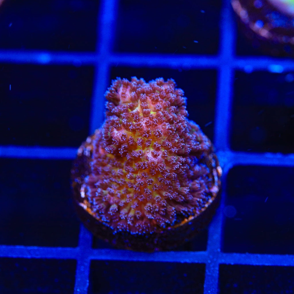 Gold Pocillopora Coral