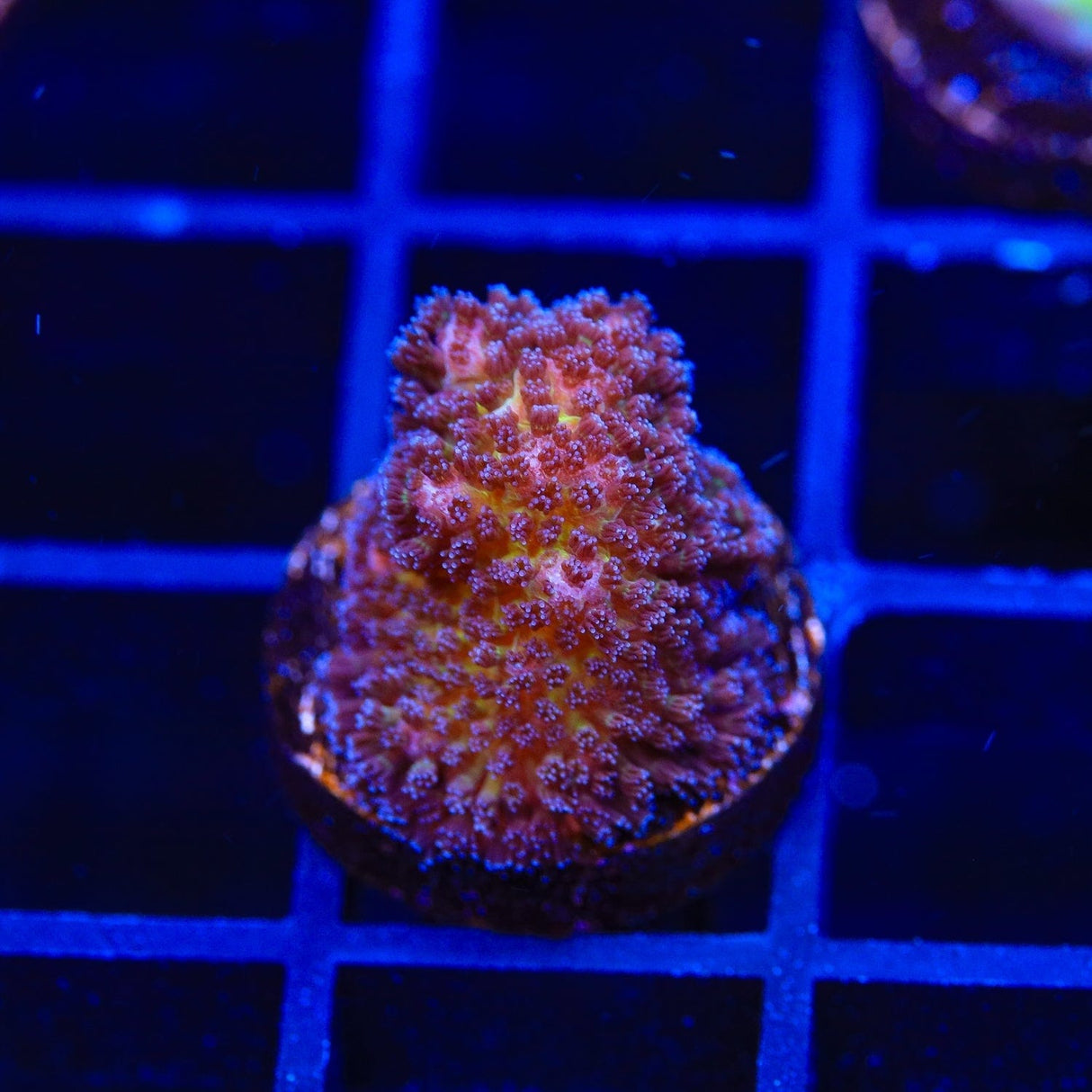 Gold Pocillopora Coral