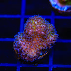 Gold Pocillopora Coral