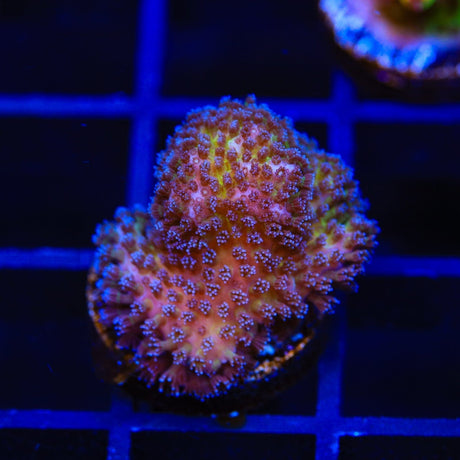 Gold Pocillopora Coral