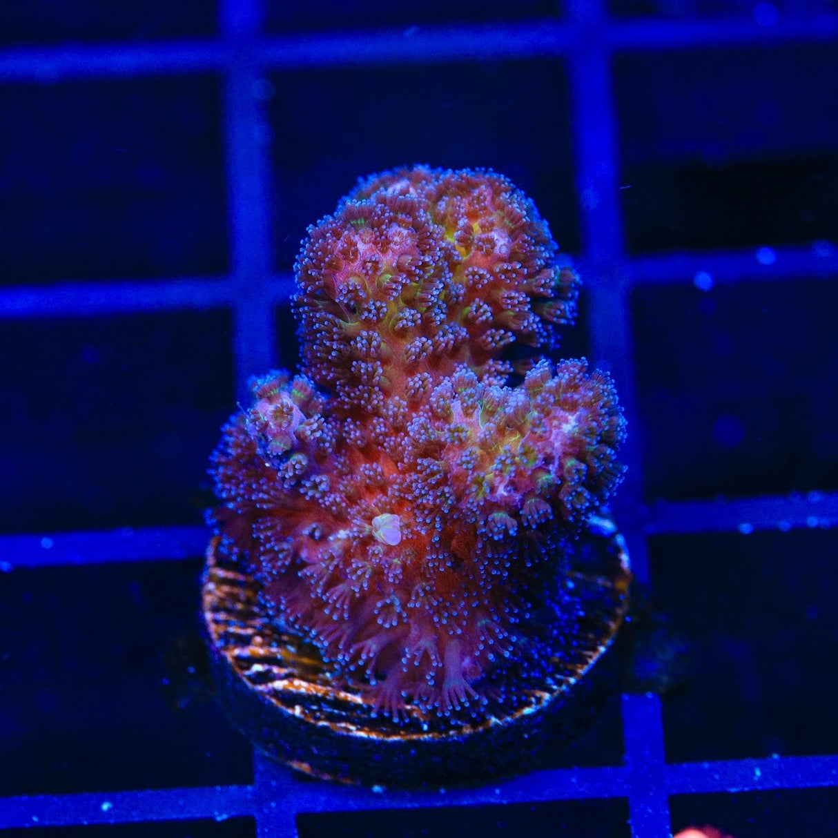 Gold Pocillopora Coral
