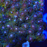 Gold Pocillopora Coral