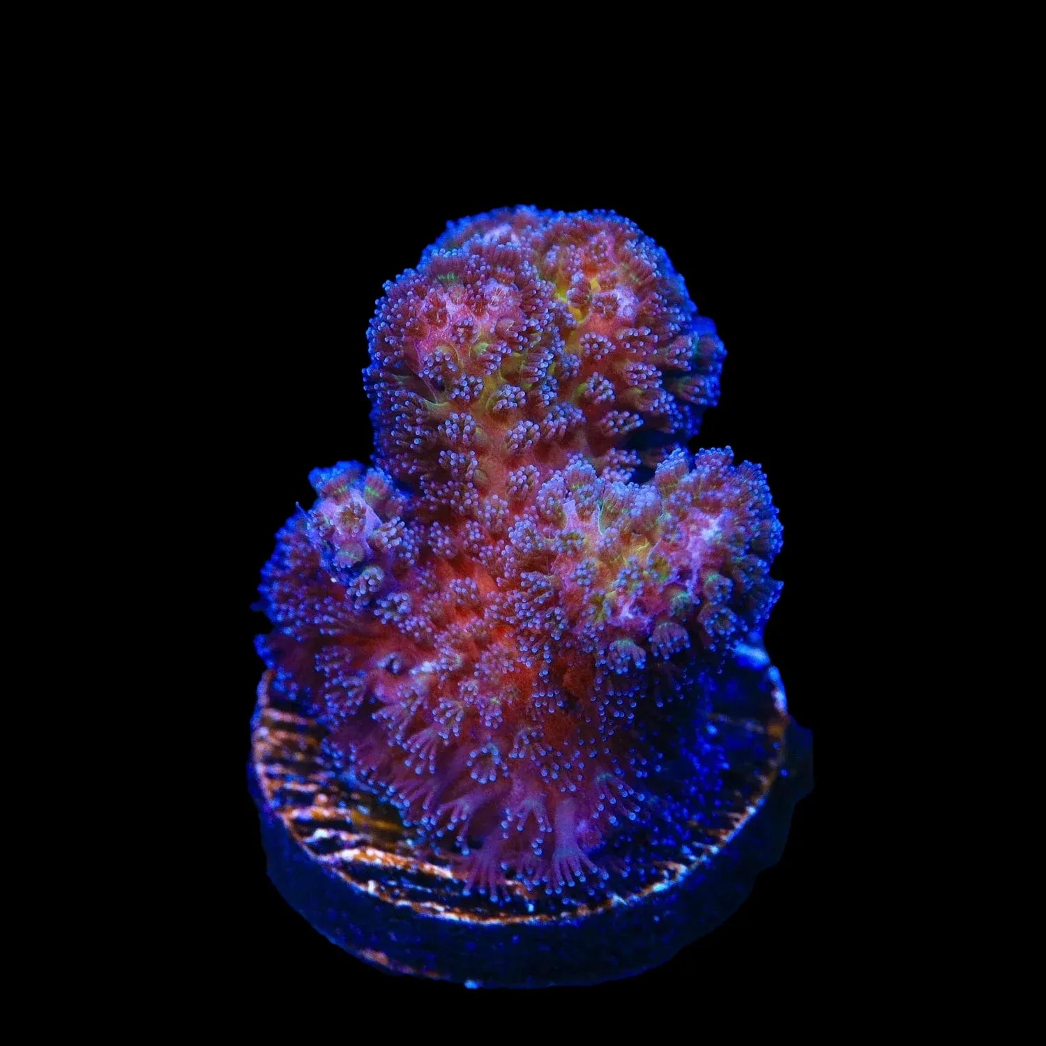 Gold Pocillopora Coral