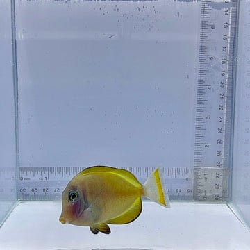 Gold Rim Tang Fish