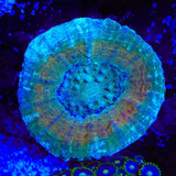 Gold Ring Scolymia Coral