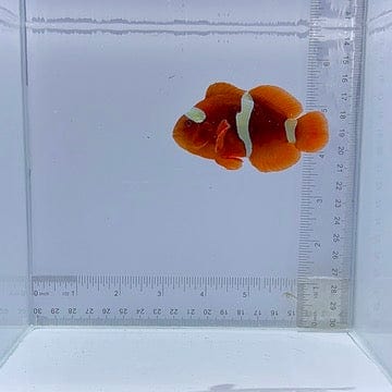 Gold Stripe Maroon Clownfish