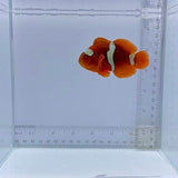 Gold Stripe Maroon Clownfish