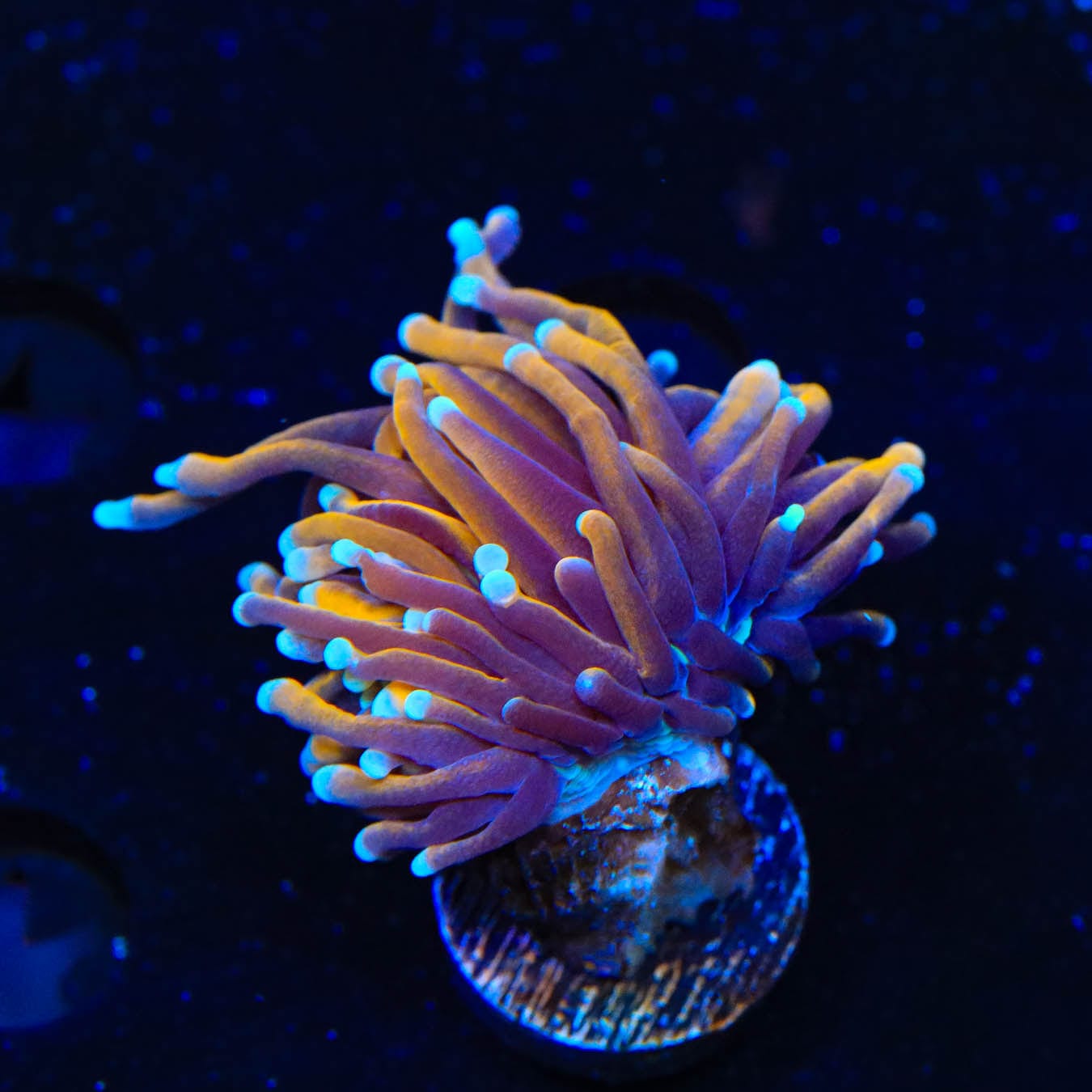 Gold Torch Coral