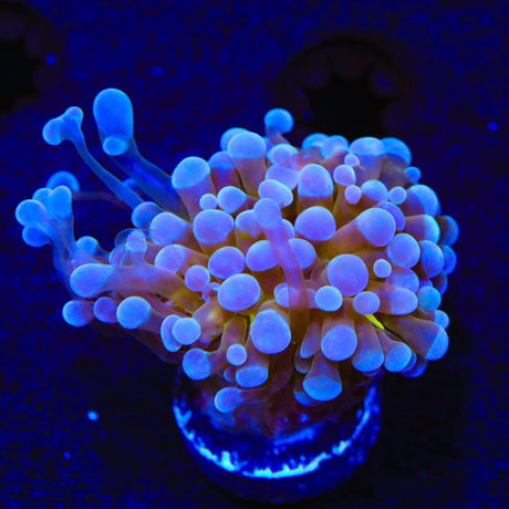 Gold Torch Coral