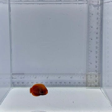 Golden Dwarf Angel Fish