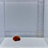 Golden Dwarf Angel Fish
