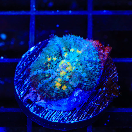 Golden Flakes Mushroom Coral