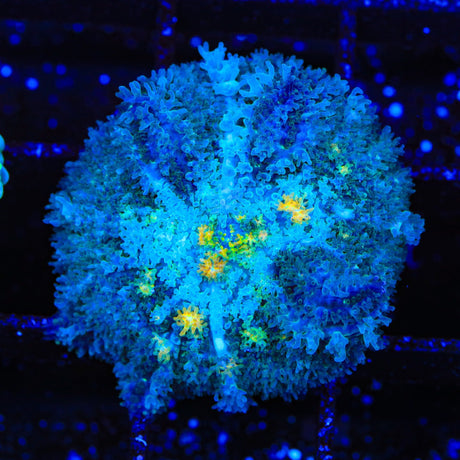 Golden Flakes Mushroom Coral