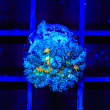 Golden Flakes Mushroom Coral