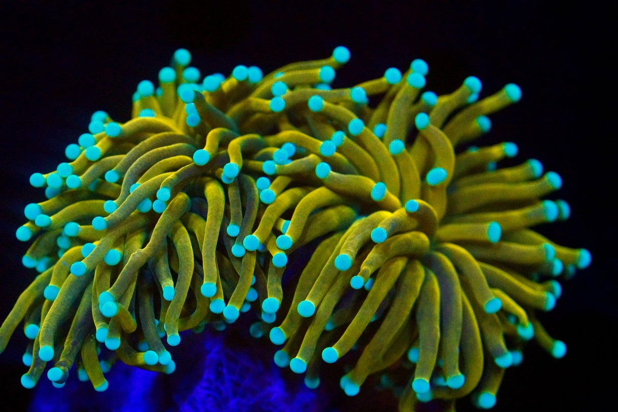 Golden Goddess Torch