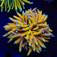 Golden Goddess Torch Coral