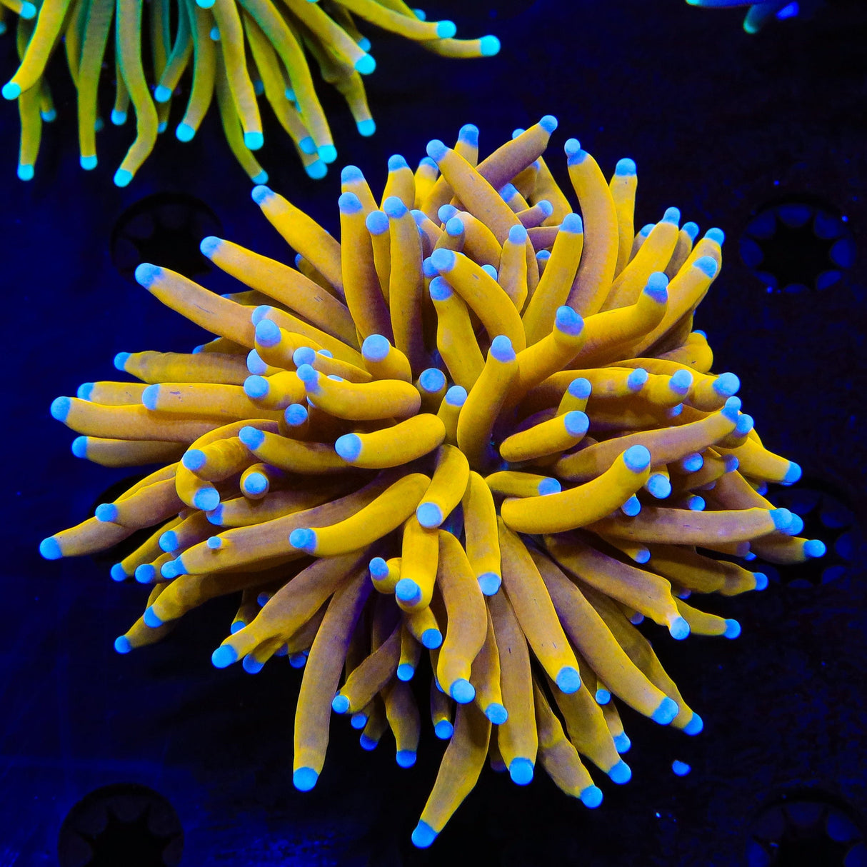 Golden Goddess Torch Coral
