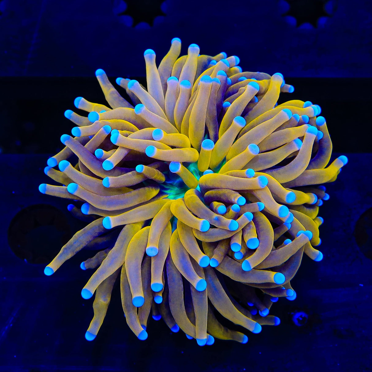 Golden Goddess Torch Coral