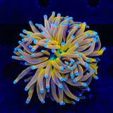 Golden Goddess Torch Coral