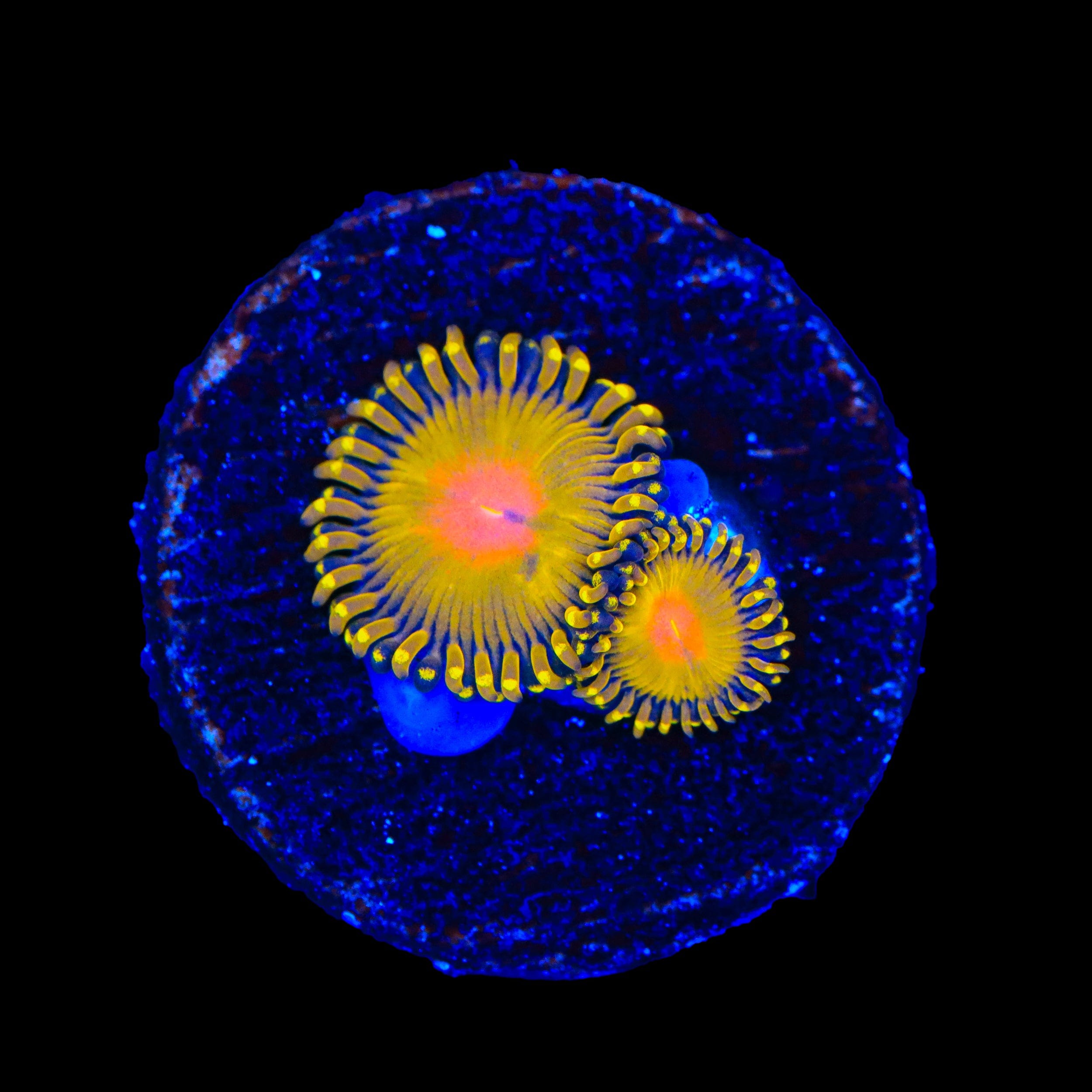 Golden Gods Zoanthids Coral