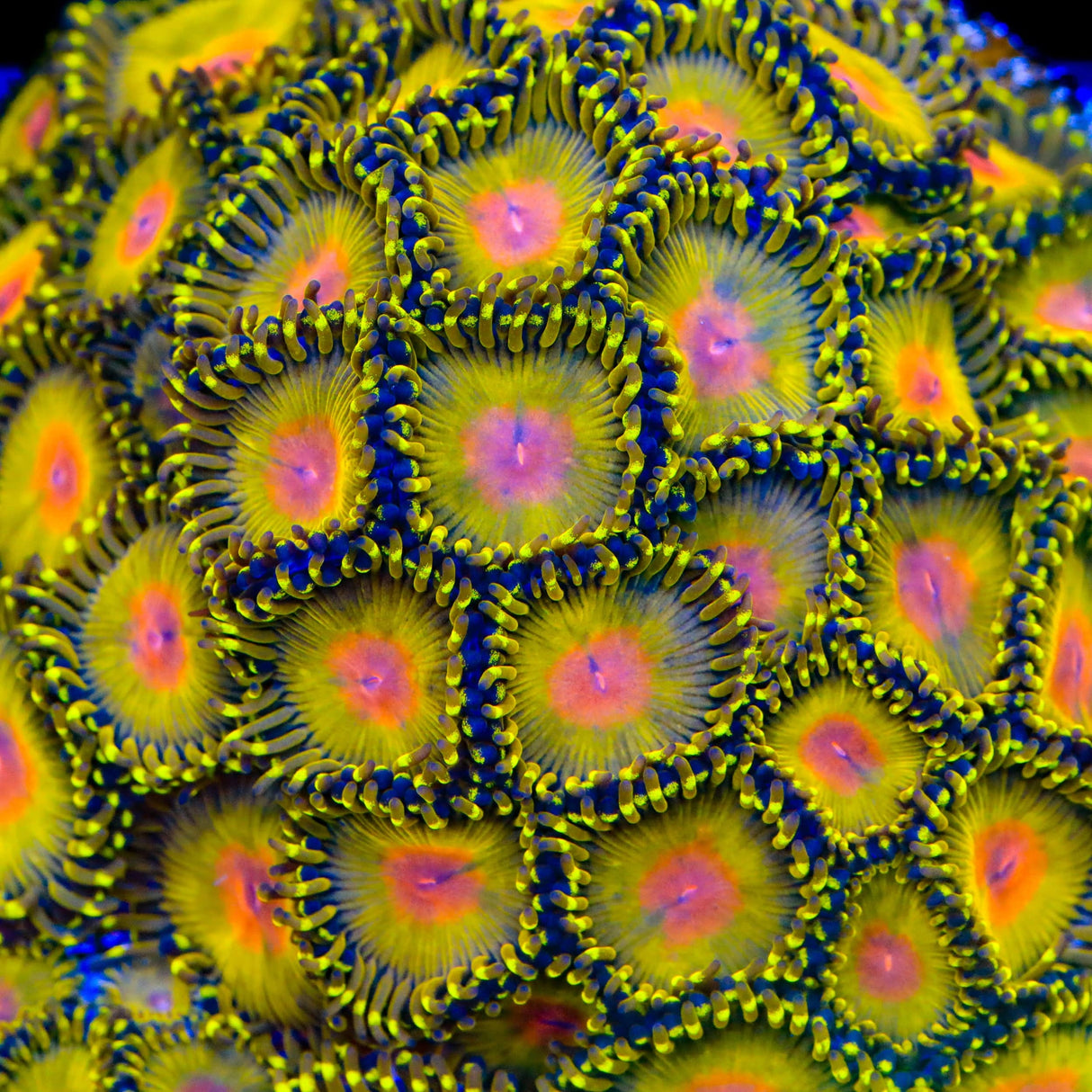Golden Gods Zoanthids Coral