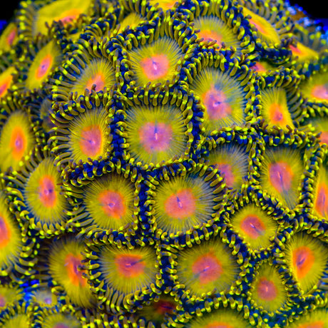 Golden Gods Zoanthids Coral