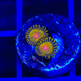 Golden Gods Zoanthids Coral