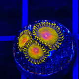 Golden Gods Zoanthids Coral
