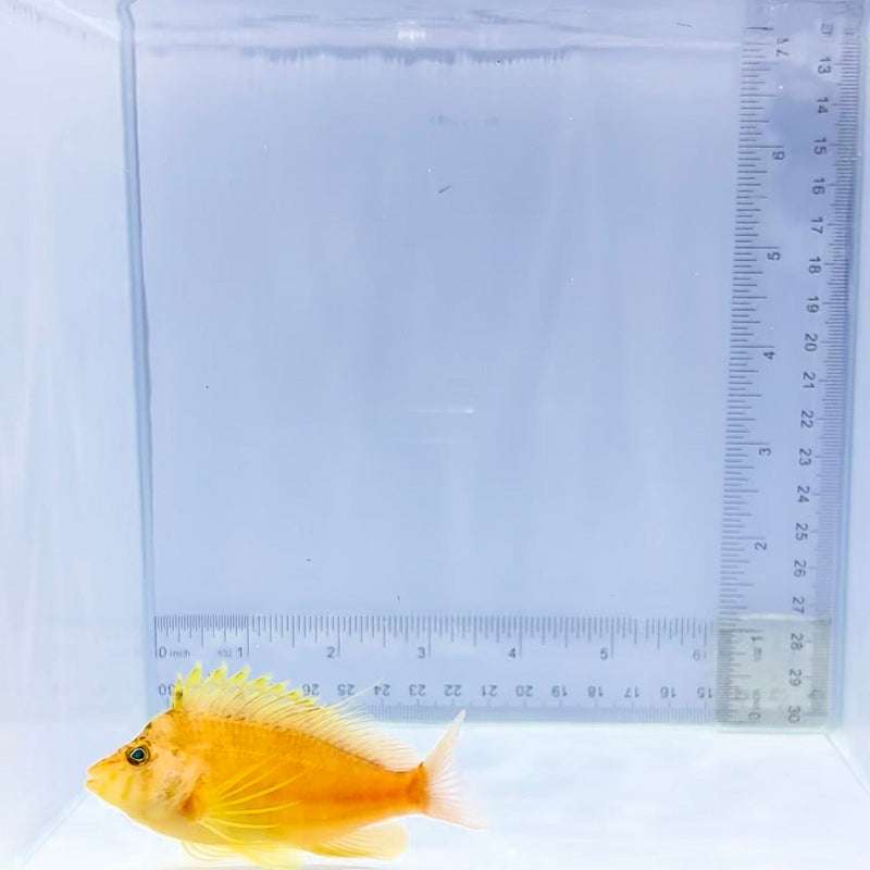 Golden Hawkfish (Cirrhitichthys aureus)