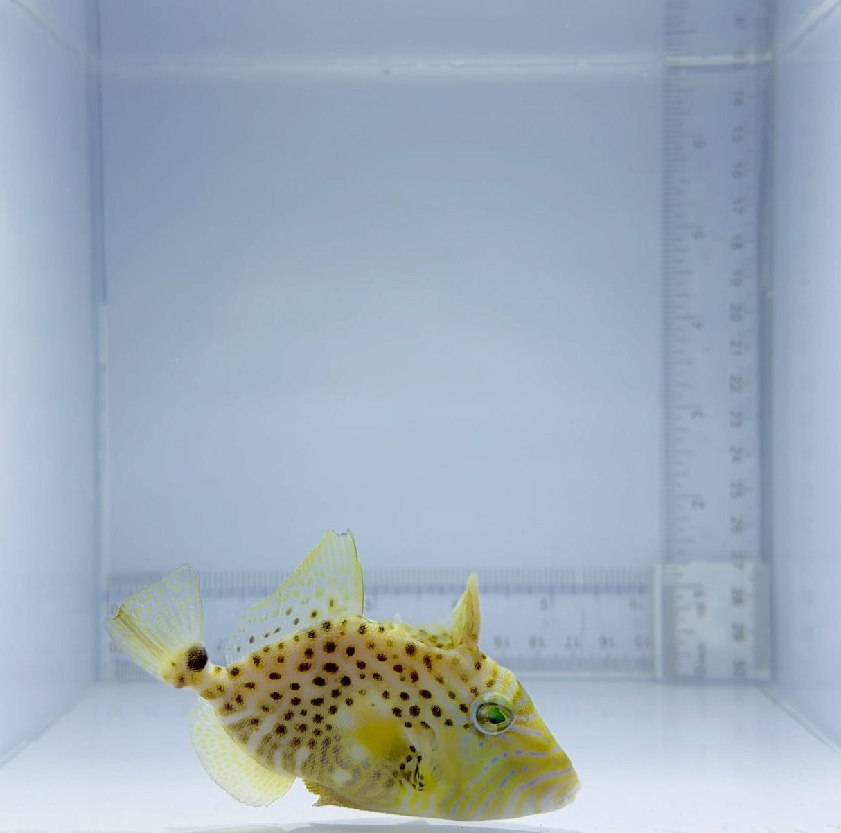 Golden Heart Trigger Fish