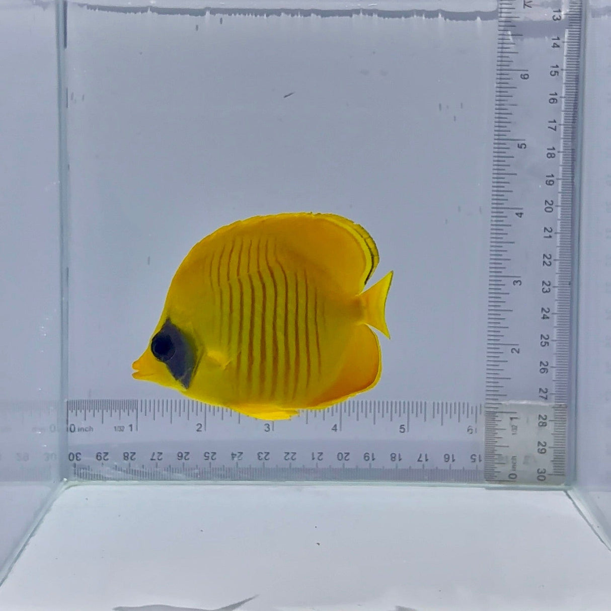 Golden Semilarvatus Butterfly Fish