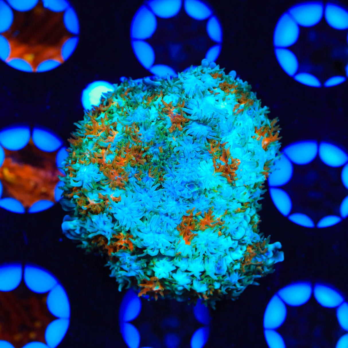 Golden Stars Mushroom Coral