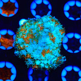 Golden Stars Mushroom Coral