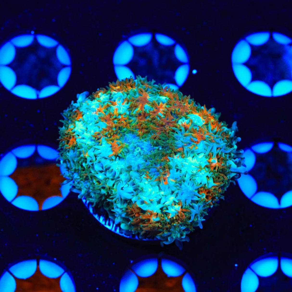 Golden Stars Mushroom Coral