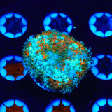 Golden Stars Mushroom Coral