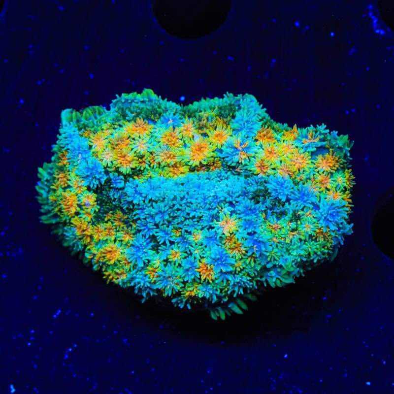 Golden Stars Mushroom Coral