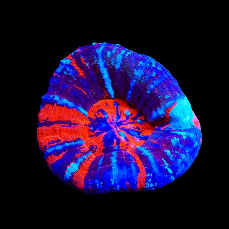 Goldschlager Warpaint Scolymia Colony Coral