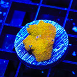 Goldset Mushroom Coral